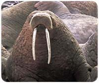 Walrus Mousepad