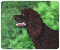 American Water Spaniel Mousepad
