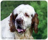 Clumber Spaniel Mousepad