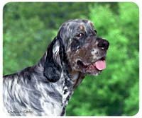 English Setter Mousepad