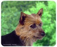 Australian Terrier Mousepad