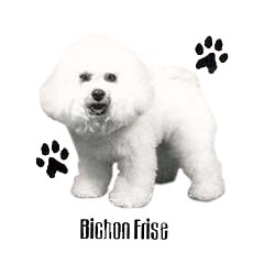 Bichon Frise T-Shirt - Profiles