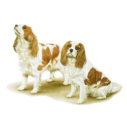 Cavalier King Charles Spaniel T-Shirt - I love My