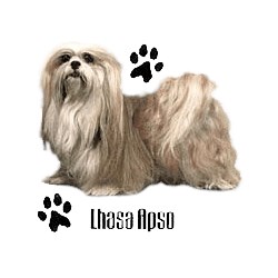 Lhasa Apso T-Shirt - Profiles