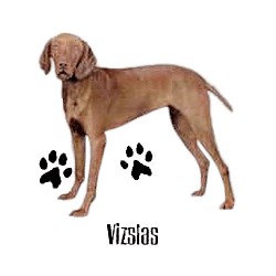 Vizsla T-Shirt - Profiles