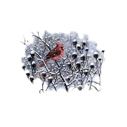 Cardinal T-Shirt - Detailed