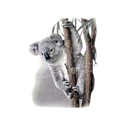 Koala T-Shirt - With Cub