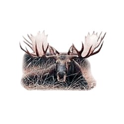 Moose T-Shirt - In the Wild