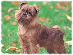 Brussels Griffon T-Shirt - Photo