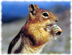 Chipmunk T-Shirt - Photo