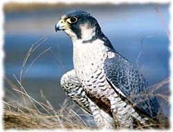 Falcon T-Shirt - Photo