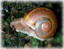 Snail T-Shirt - Photo