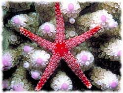 Starfish T-Shirt - Photo