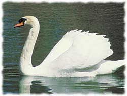 Swan T-Shirt - Photo