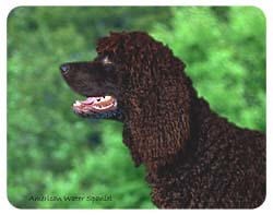 American Water Spaniel Coasters