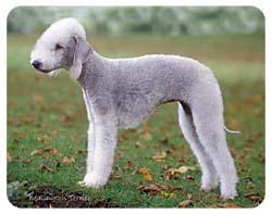Bedlington Terrier Coasters