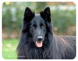 Belgian Sheepdog Coasters