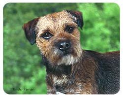Border Terrier Coasters