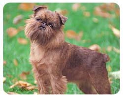 Brussels Griffon Coasters