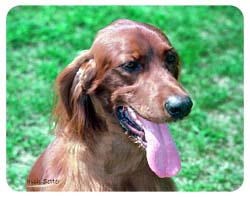 Irish Setter Coasters