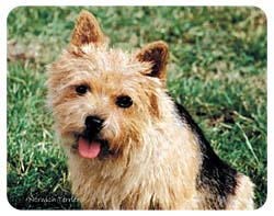 Norwich Terrier Coasters