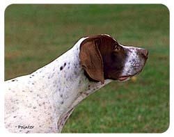Pointer Coasters