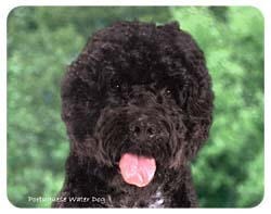 Portuguese Water Dog Coasters
