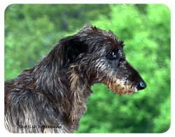 Scottish Deerhound Coasters