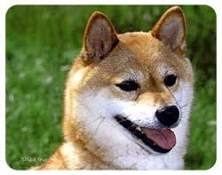 Shiba Inu Coasters