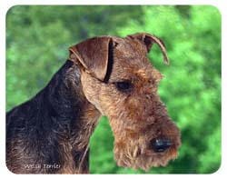 Welsh Terrier Coasters