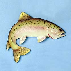 Trout Magnet