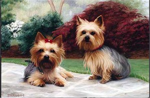 Yorkshire Terrier Floormat