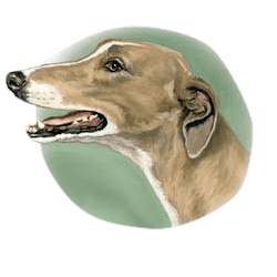 Greyhound T-Shirt - Linda Picken