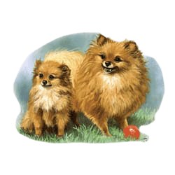 Pomeranian T-Shirt - Linda Picken