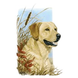 Yellow Lab T-Shirt - Linda Picken