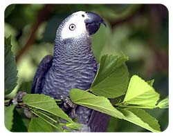 African Gray Parrot Coasters