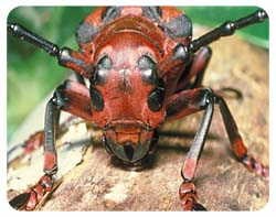 Beetle Coasters