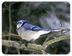 Blue Jay Coasters