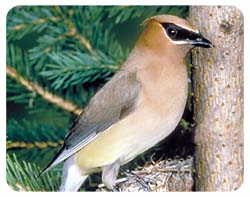 Cedar Waxwing Coasters