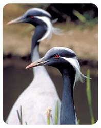 Crane Coasters