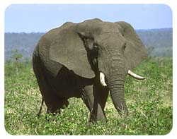 Elephant Coasters