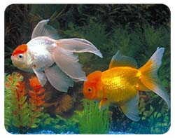 Goldfish Coasters