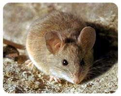 Mouse Coasters