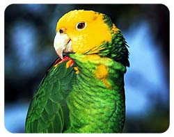Parrot Coasters