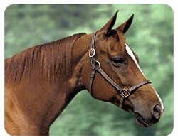 Quarter Horse Coasters