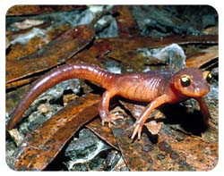 Salamander Coasters
