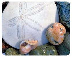 Sand Dollar Coasters