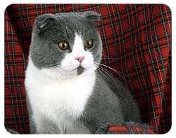 Scottish Fold Cat Coasters