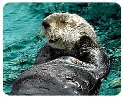 Sea Otter Coasters