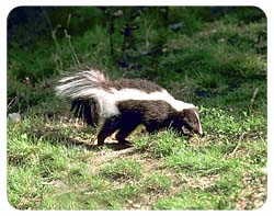 Skunk Coasters